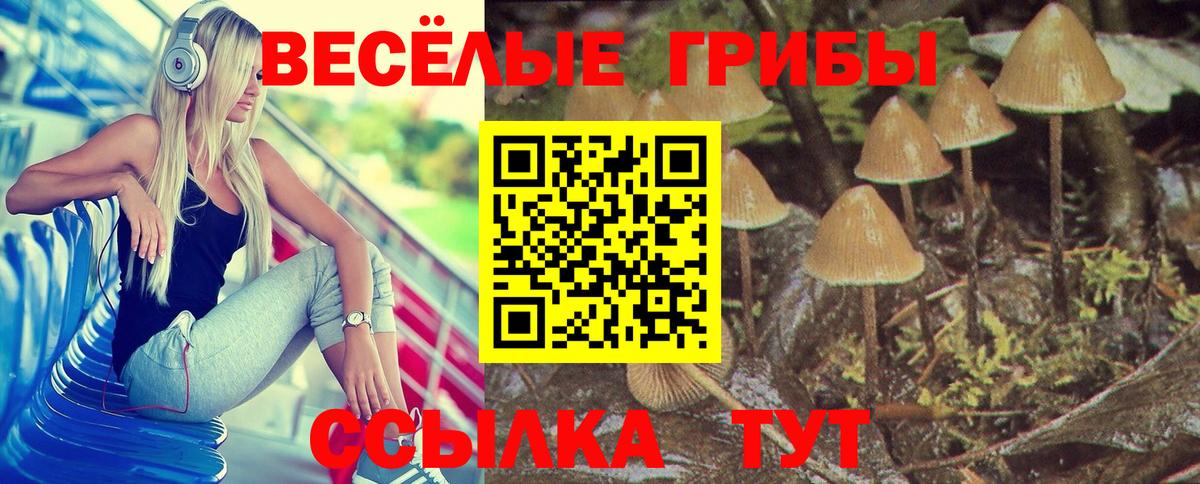 Галлюциногенные грибы Psilocybe Елабуга